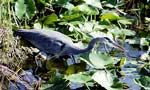 Blue Heron  Ready To Fish