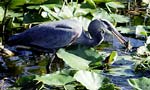 Blue Heron Spears Fish