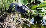 Blue Heron Crouching