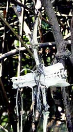 Monofilament kills...