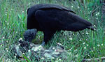 Vulture Eating Possum