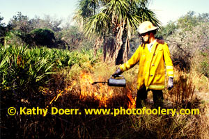Controlled Burn Weedon Island