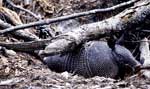 Armadillo