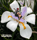 Guitar Man on Flower