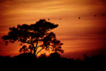Sunset at Weedon Island